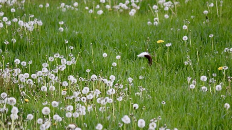 Hund, in einer Wiese verschwindend